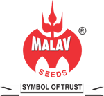 Malav Seeds Pvt. Ltd.